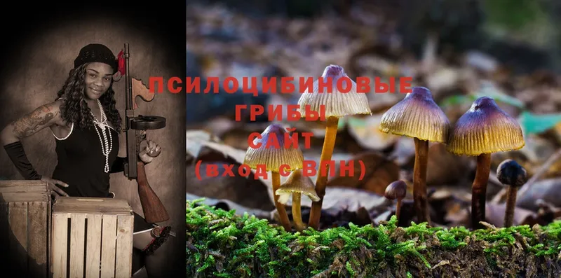 Псилоцибиновые грибы Psilocybe  МЕГА вход  Курчалой 